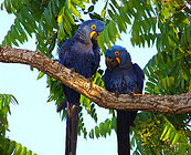 Pantanal
