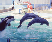 Captive whales & dolphins
