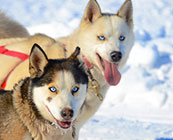 Dog sledding