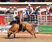 Calgary stampede