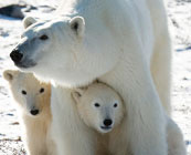 Wildlife