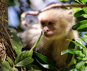 Wildlife