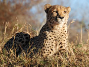 Cheetah, KwaZulu-Natal. Photo by Richard Madden