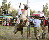 Rodeos