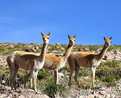 Wildlife