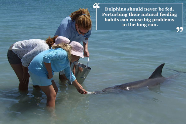 Never feed wild dolphins