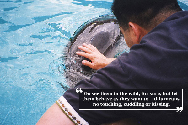 Never touch wild dolphins