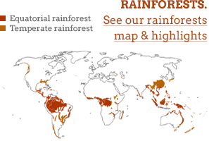 tropical rainforest summary