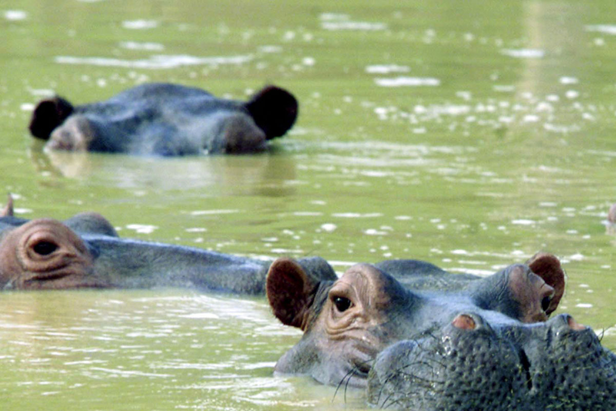 colombia hippo tour