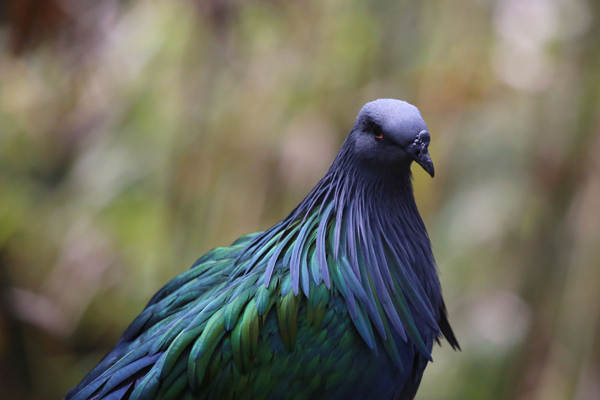 The Best Winter Bird Watching Locations - Visit Southern Idaho