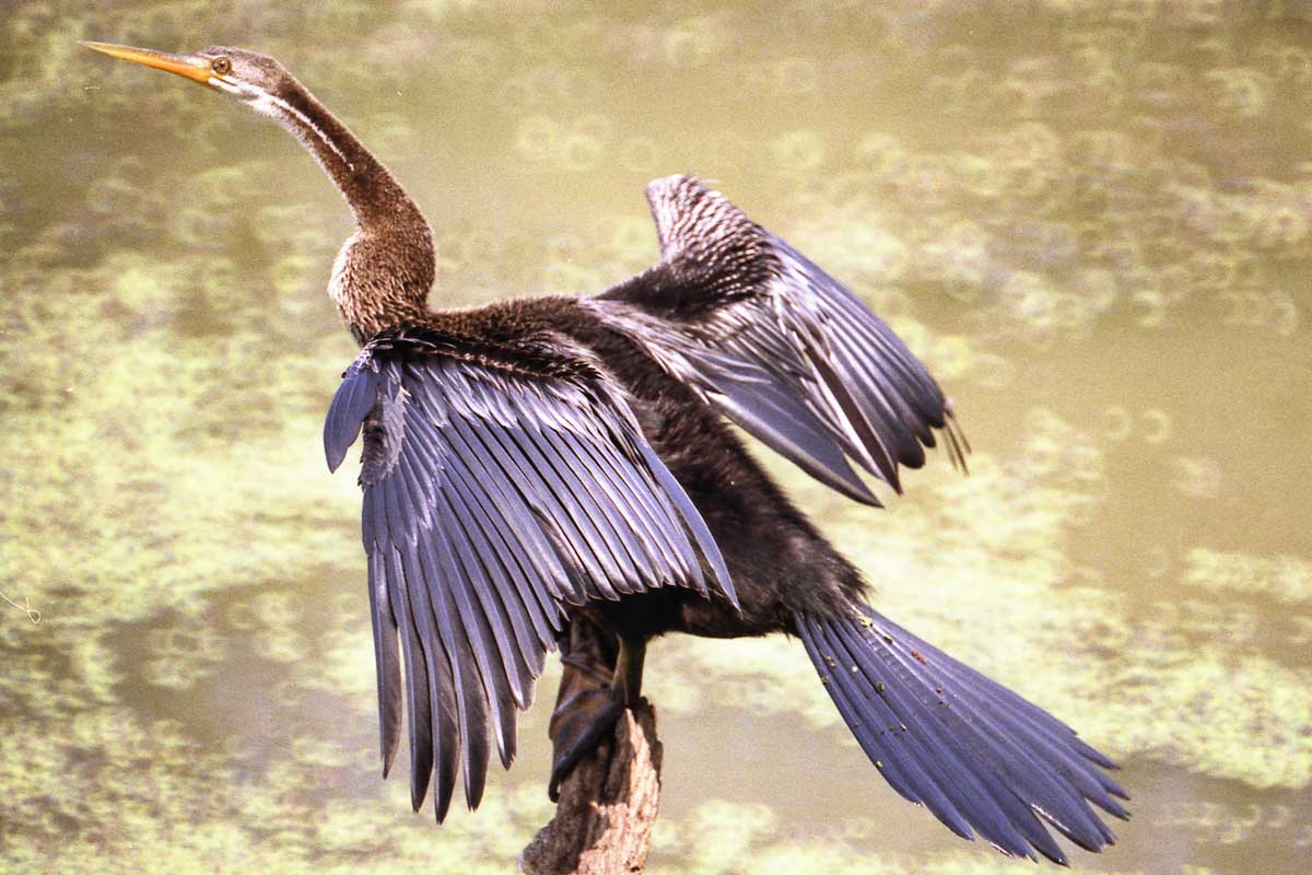 Wildlife in Rajasthan Wildlife in Rajasthan