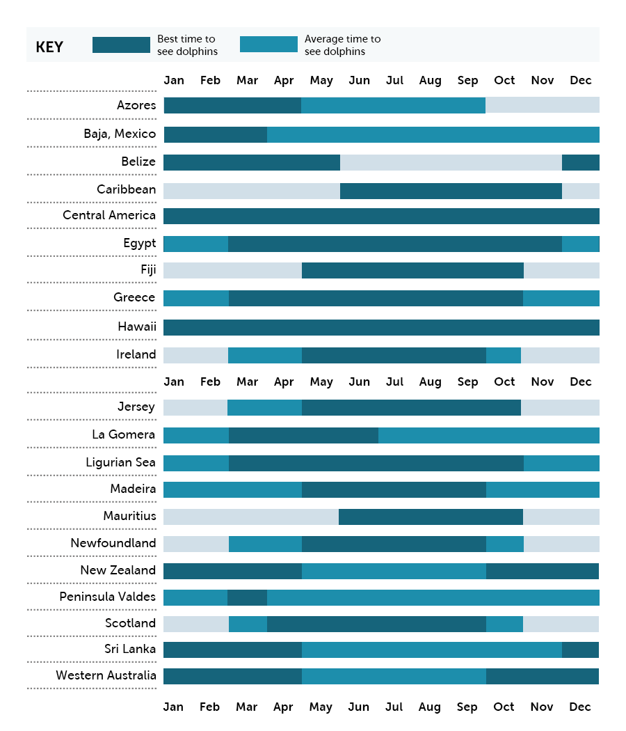 Best times to see dolphins
