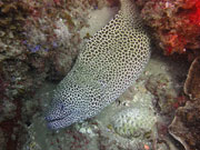Eel, KwaZulu-Natal. Photo By Richard Madden