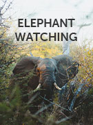Elephant watching 