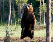 Bears