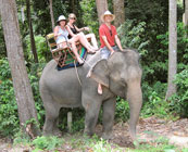 Elephant trekking