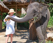 Elephants