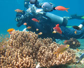 Marine conservation in Thailand