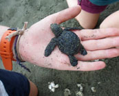 Turtles in Costa Rica