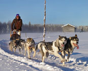 Husky safaris