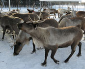 Reindeer farms