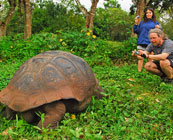 Giant tortoises