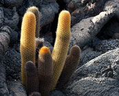 Lava landscapes