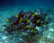 Snorkelling