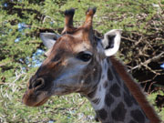 Giraffe, KwaZulu-Natal. Photo By Richard Madden