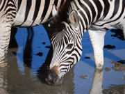 Zebra drinking, KwaZulu-Natal. Photo By Richard Madden