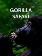 Gorilla safari