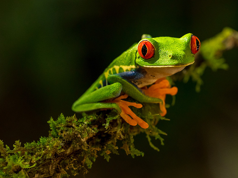 Spotlight on: Costa Rica