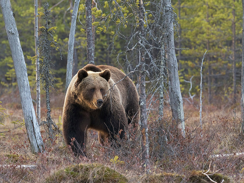 Wonderful wildlife holidays