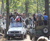 Tiger mania