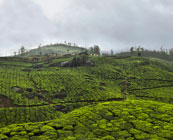 Tailor made trips