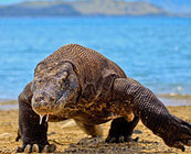Komodo