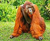 Tanjung Puting National Park