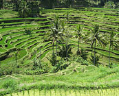 Ubud