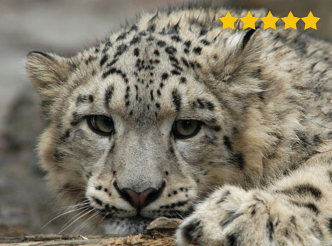 Snow leopard tracking in the Himalayas Snow leopard tracking in the Himalayas