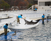 Dolphinariums