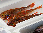 Tsukiji fish market