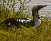 Kamchatkan birdlife