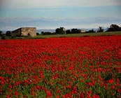 Diversity of landscapes