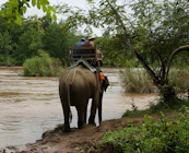 Elephant trekking