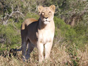 Lioness, KwaZulu-Natal. Photo By Richard Madden