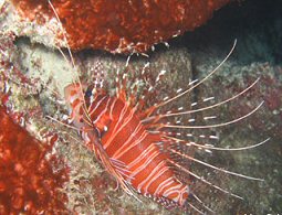 Lionfish, KwaZulu-Natal. Photo By Richard Madden