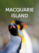 Macquarie Island 