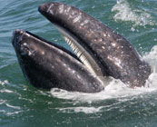 Whale watching