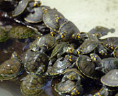 Captive breeding