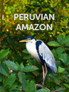 Peruvian Amazon 